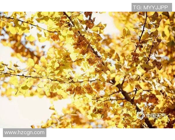 你不知道的伤病名单：十大冷知识大揭秘